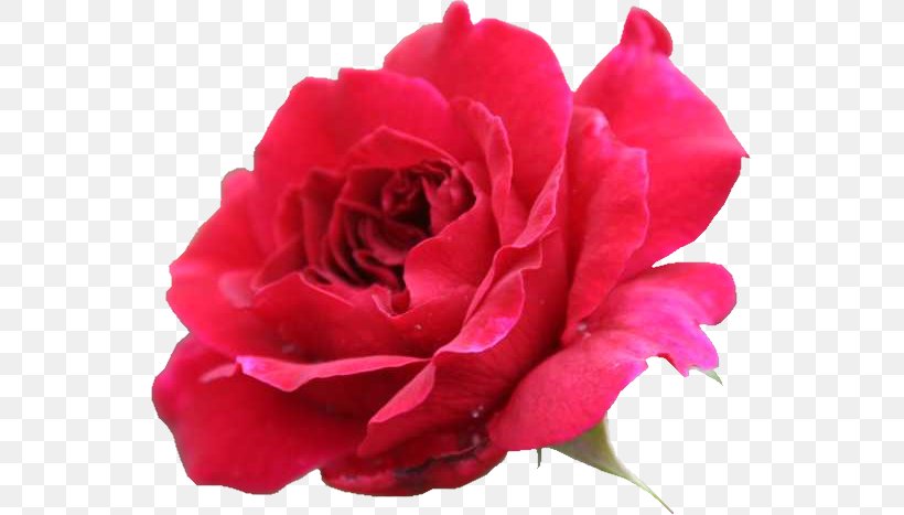 Garden Roses Flower Cabbage Rose Clip Art, PNG, 545x467px, Garden Roses, Annual Plant, Cabbage Rose, China Rose, Close Up Download Free
