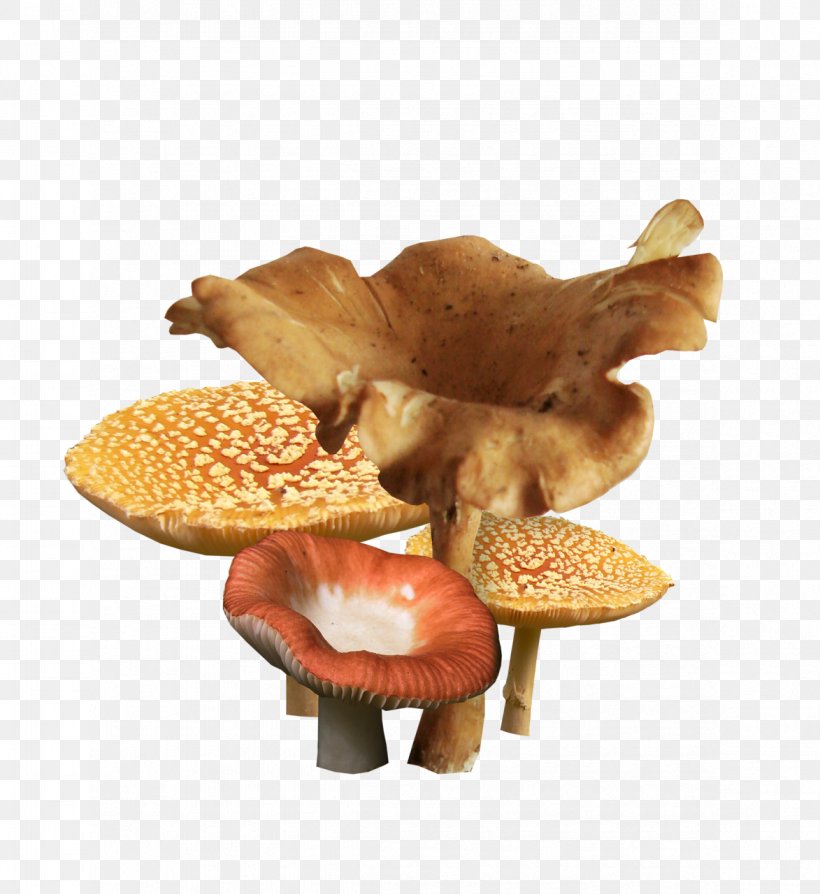 Mushroom Fungus Clip Art, PNG, 1173x1280px, Mushroom, Art, Edible Mushroom, Fungus, Heart Rot Download Free