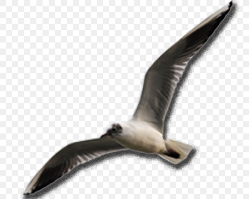 Beak Fauna Seabird, PNG, 800x656px, Beak, Bird, Fauna, Seabird, Wing Download Free