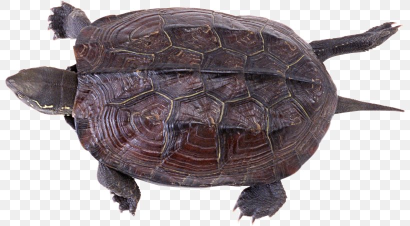 Common Snapping Turtle Reptile Box Turtles Tortoise, PNG, 800x452px, Common Snapping Turtle, Alligator Snapping Turtle, Animal, Box Turtle, Box Turtles Download Free