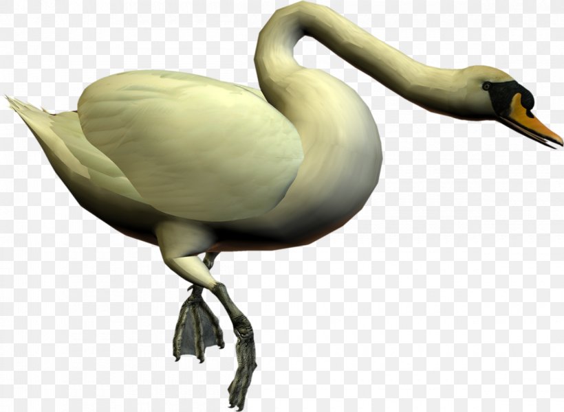 Cygnini Bird Swan Goose Duck, PNG, 1200x879px, Cygnini, Anatidae, Animal, Anseriformes, Beak Download Free