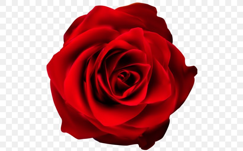Garden Roses Clip Art Flower Image, PNG, 512x512px, Rose, Cut Flowers, Floribunda, Flower, Flowering Plant Download Free