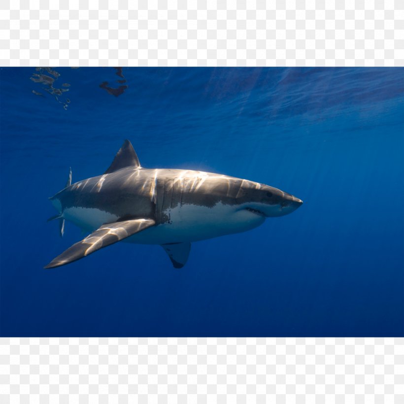 Great White Shark Tiger Shark Requiem Shark Lamnidae Bull Shark, PNG, 1000x1000px, Great White Shark, Bull Shark, Carcharhiniformes, Cartilaginous Fish, Fauna Download Free