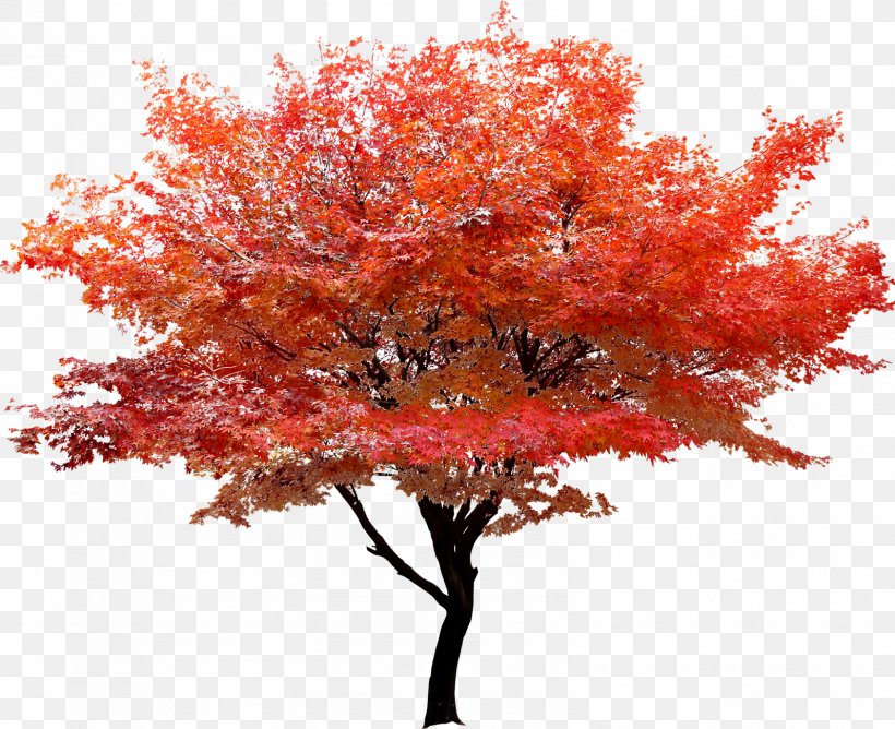 Red Maple Tree Autumn Leaf Color, PNG, 1596x1302px, Red Maple, Autumn, Autumn Leaf Color, Branch, Green Download Free