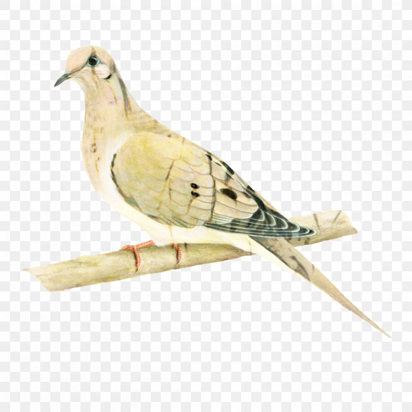 Dove Bird, PNG, 2000x2000px, Beak, American Mourning Dove, Animal Figure, Bird, Cuckoo Download Free