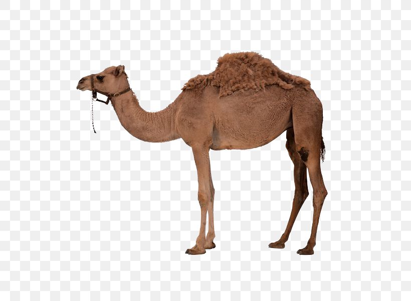 Dromedary Bactrian Camel Clip Art, PNG, 600x600px, Dromedary, Arabian Camel, Bactrian Camel, Camel, Camel Like Mammal Download Free