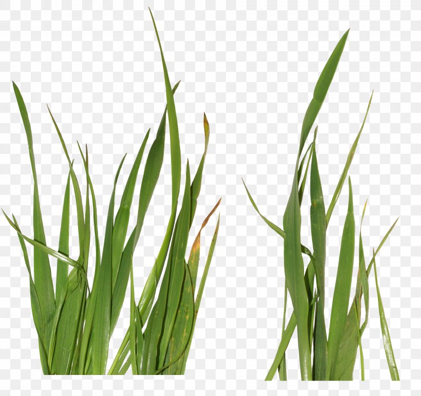 Grasses Clip Art, PNG, 3035x2861px, Grasses, Commodity, Grass, Grass Family, Grassland Download Free
