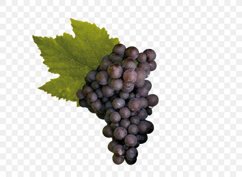 Sultana Pinot Noir Raboso Pinot Gris Cabernet Sauvignon, PNG, 600x600px, Sultana, Cabernet Franc, Cabernet Sauvignon, Common Grape Vine, Cultivar Download Free