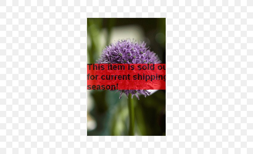 Allium Hollandicum Bulb Allium Aflatunense Milk Thistle Desktop Wallpaper, PNG, 500x500px, Allium Hollandicum, Bulb, Computer, Flora, Flower Download Free