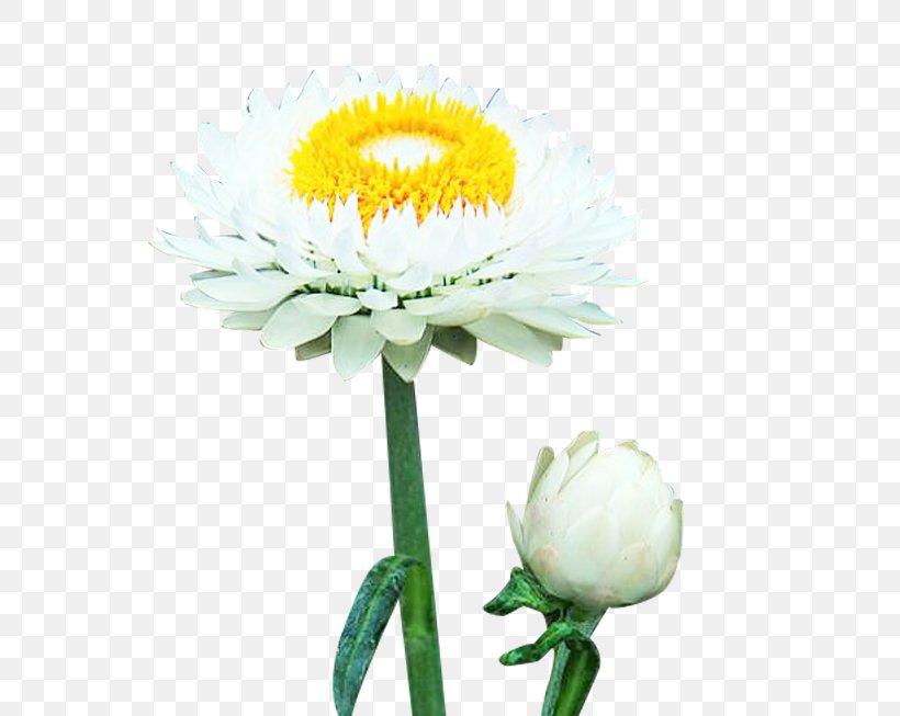 Chrysanthemum Oxeye Daisy Download, PNG, 800x653px, Chrysanthemum, Artificial Flower, Chrysanths, Cut Flowers, Daisy Download Free