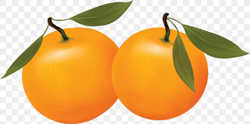 Clementine Longwood Tangerine Orange, PNG, 3251x1624px, Orange, Apple, Apricot, Bitter Orange, Citrus Download Free