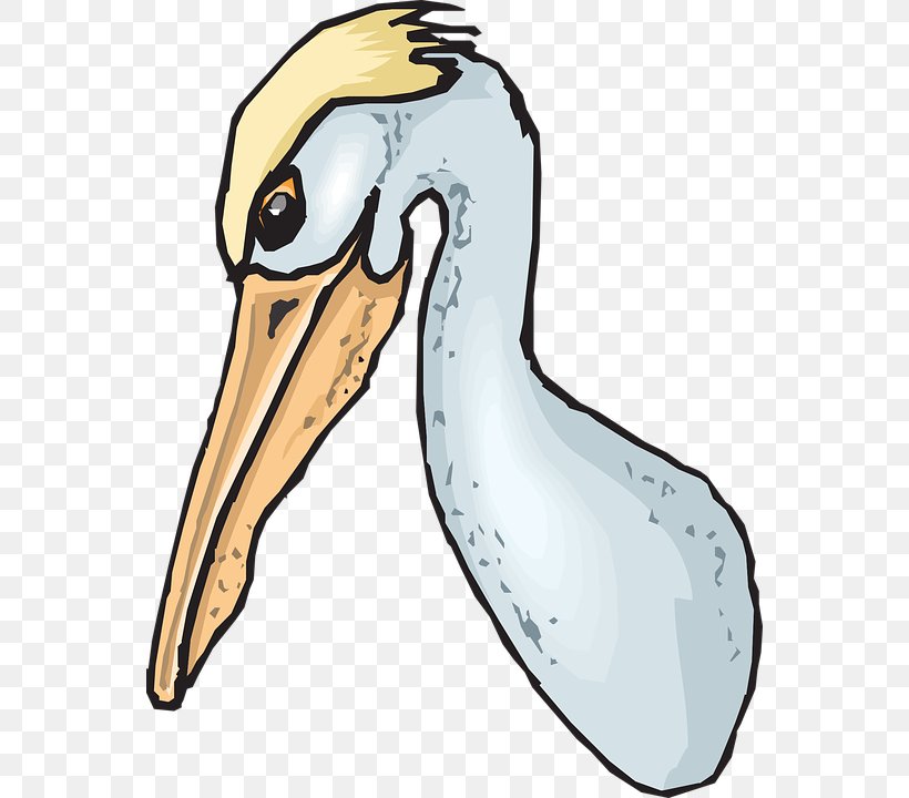 Duck Seabird Beak Clip Art, PNG, 556x720px, Duck, American White Pelican, Artwork, Australian Pelican, Beak Download Free