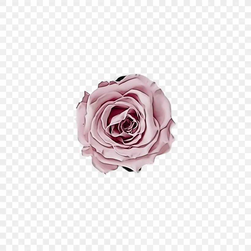 Garden Roses, PNG, 2000x2000px, Pink, Cut Flowers, Flower, Garden Roses, Hybrid Tea Rose Download Free