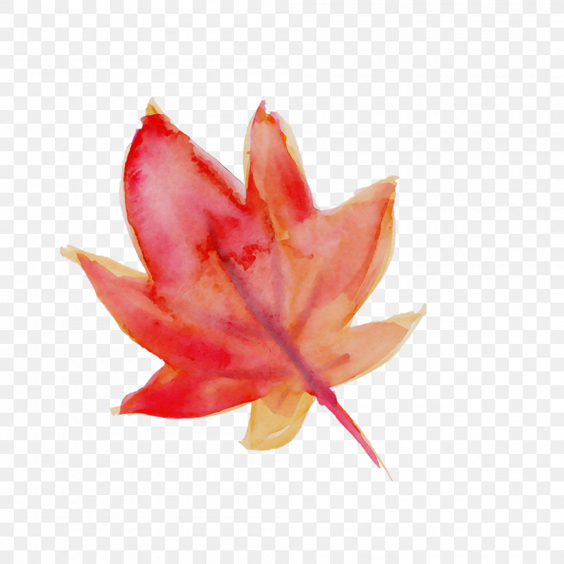 Maple Leaf, PNG, 2000x2000px, Watercolor Leaf, Flower, Leaf, Maple, Maple Leaf Download Free