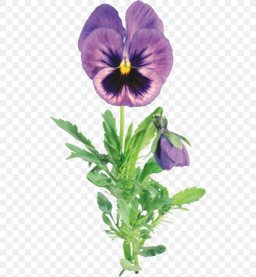 Pansy Flower Garden Clip Art, PNG, 500x889px, Pansy, Annual Plant, Drawing, Flower, Flower Garden Download Free