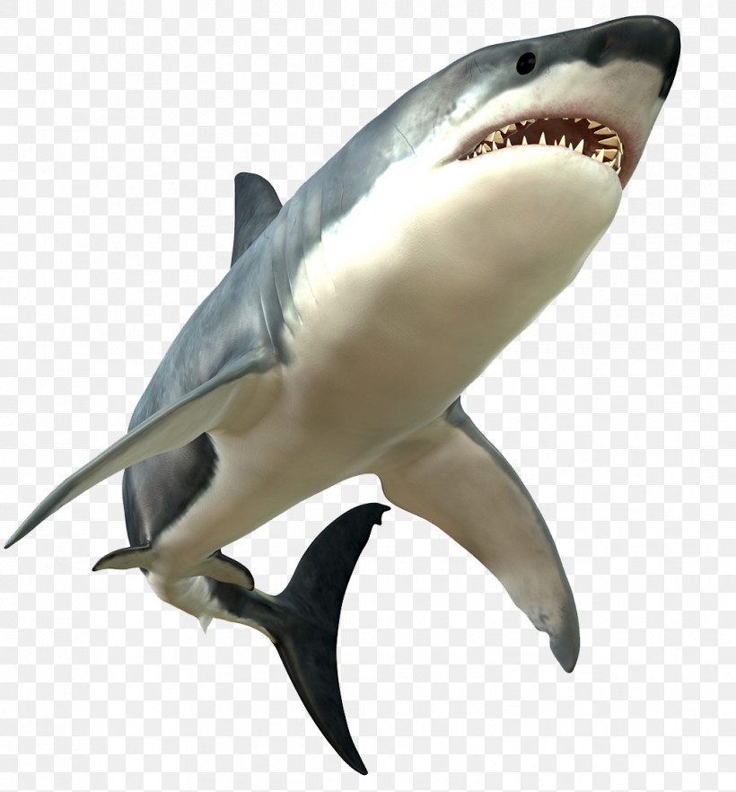 Shark, PNG, 1033x1112px, Great White Shark, Cartilaginous Fish, Fin, Fish, Lamnidae Download Free