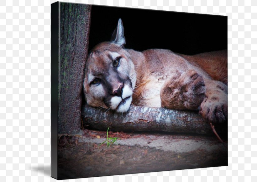 Cougar Whiskers Big Cat Snout, PNG, 650x579px, Cougar, Big Cat, Big Cats, Carnivoran, Cat Download Free