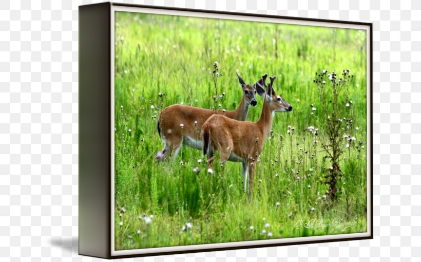 Deer Wildlife Antelope Fauna Terrestrial Animal, PNG, 650x510px, Deer, Animal, Antelope, Fauna, Grass Download Free