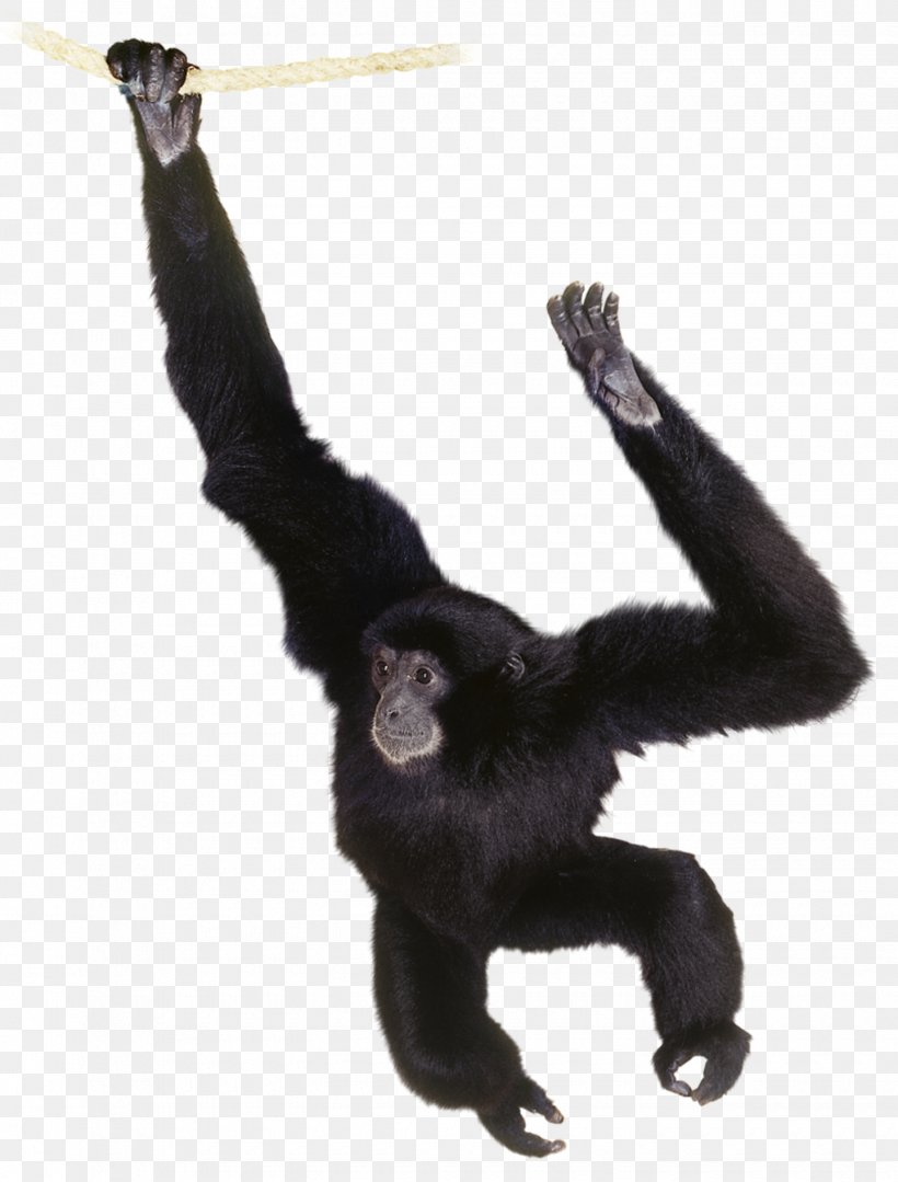 Gorilla Common Chimpanzee Gibbon Primate Orangutan, PNG, 1440x1896px, Gorilla, Animal, Ape, Arm, Black Crested Gibbon Download Free