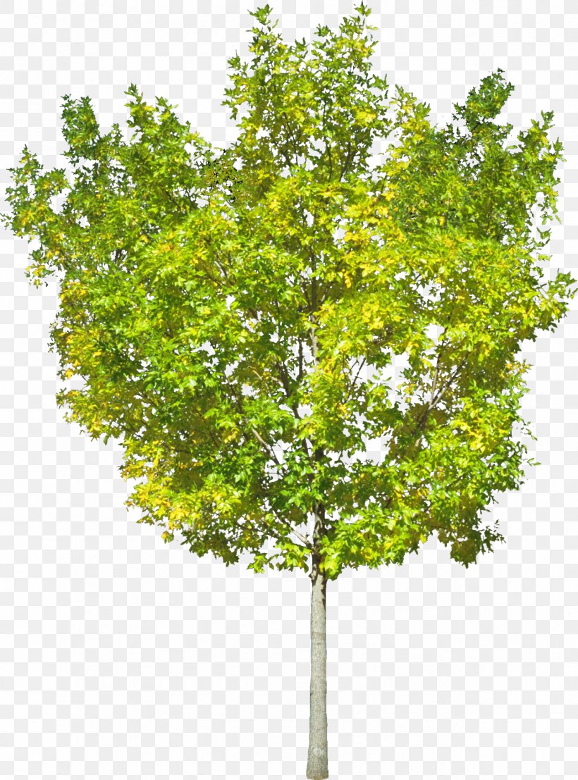 Town29 Tree Computer Software Information, PNG, 1288x1740px, Tree, Archive File, Branch, Computer Software, Datenmenge Download Free