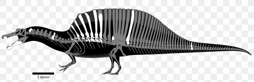 Tyrannosaurus Dinosaur Baryonyx Giganotosaurus Carcharodontosaurus, PNG, 4750x1550px, Tyrannosaurus, Acrocanthosaurus, Allosaurus, Amargasaurus, Animal Figure Download Free