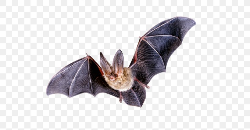 Bat Flight Northern Long-eared Myotis Clip Art, PNG, 640x425px, Bat, Bat Flight, Brown Longeared Bat, Grey Longeared Bat, Mammal Download Free