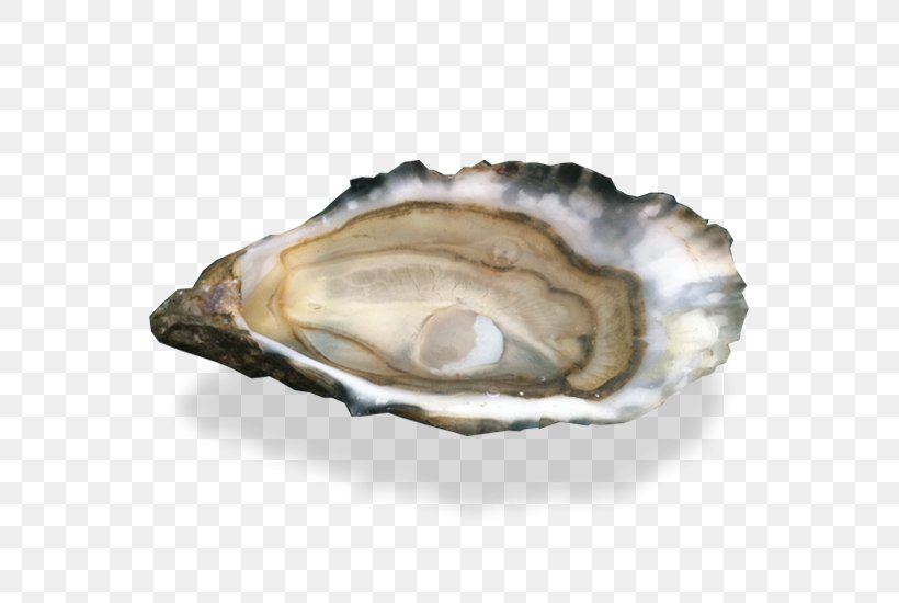Cockle Oyster Au Thon Bleu Clam Scallop, PNG, 704x550px, Cockle, A La Carte, Animal Source Foods, Clam, Clams Oysters Mussels And Scallops Download Free