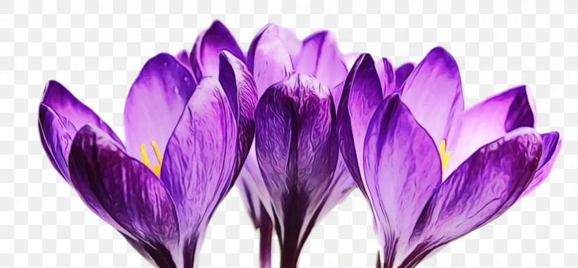 Crocus Violet Purple Flower Petal, PNG, 1792x834px, Spring Flower, Cretan Crocus, Crocus, Flower, Flowers Download Free