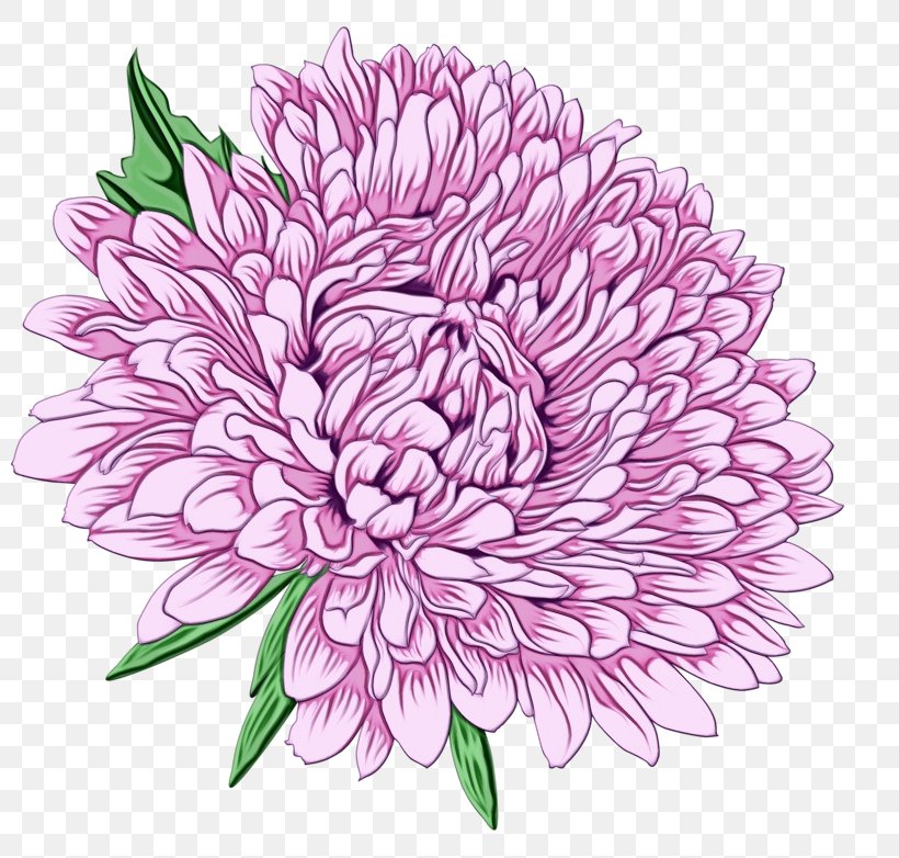 Dahlia Chrysanthemum Floral Design Cut Flowers, PNG, 800x782px, Dahlia, Annual Plant, Aster, Botany, Chinese Peony Download Free