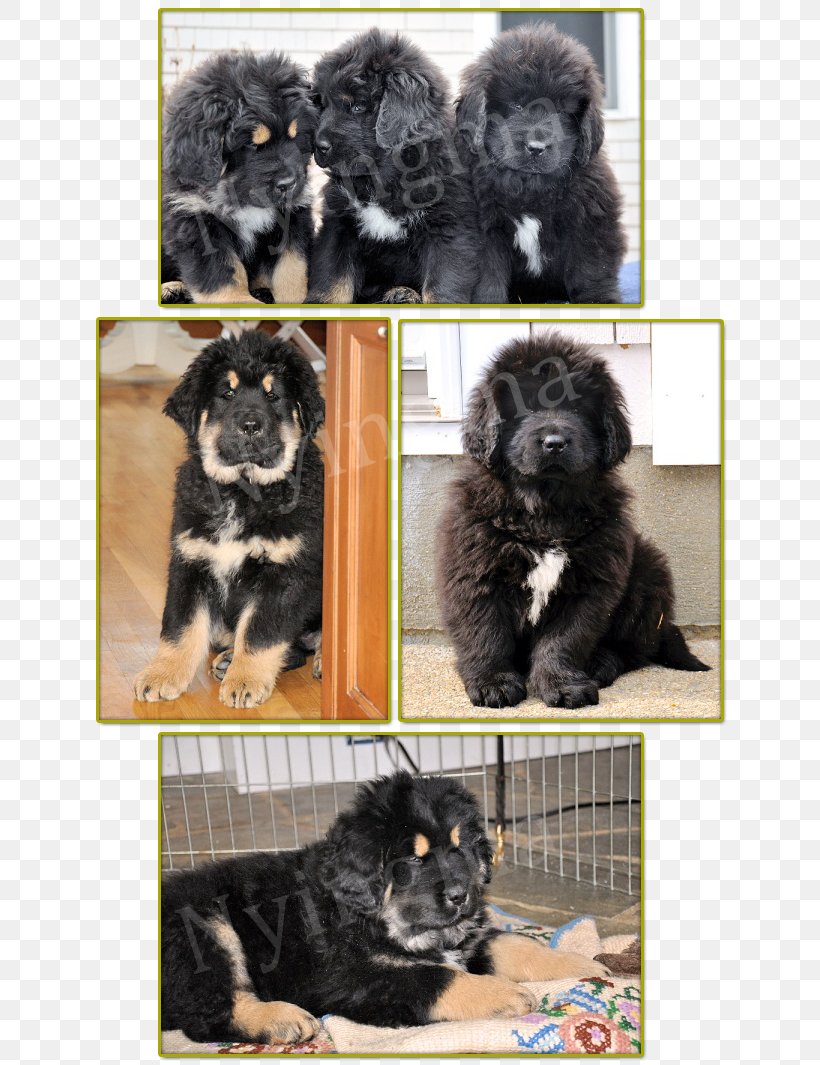 Dog Breed Newfoundland Dog Puppy Crossbreed, PNG, 644x1065px, Dog Breed, Breed, Carnivoran, Crossbreed, Dog Download Free