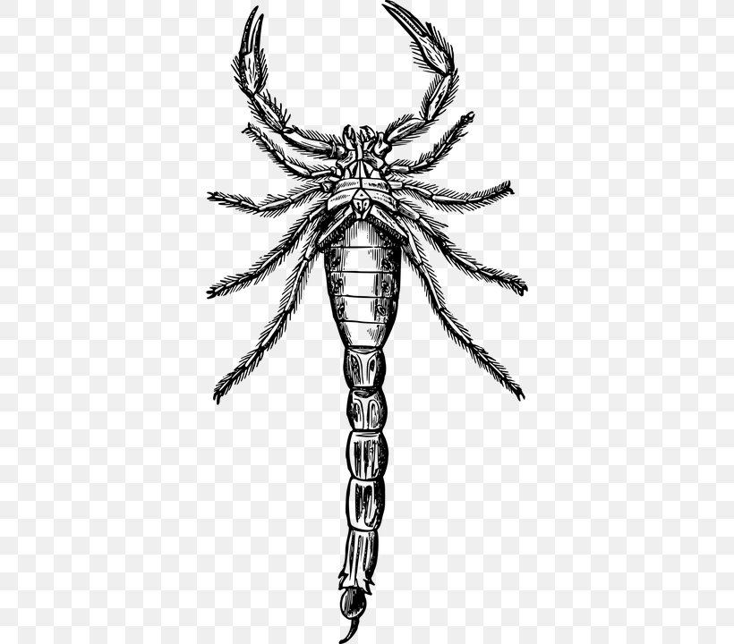 Clip Art Scorpion Drawing Image Stock Photography, PNG, 360x720px, Scorpion, Alamy, Arthropod, Blackandwhite, Drawing Download Free