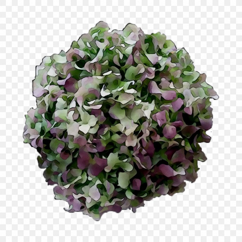 Hydrangea Cut Flowers Annual Plant Plants, PNG, 1026x1026px, Hydrangea, Annual Plant, Artificial Flower, Cornales, Cut Flowers Download Free