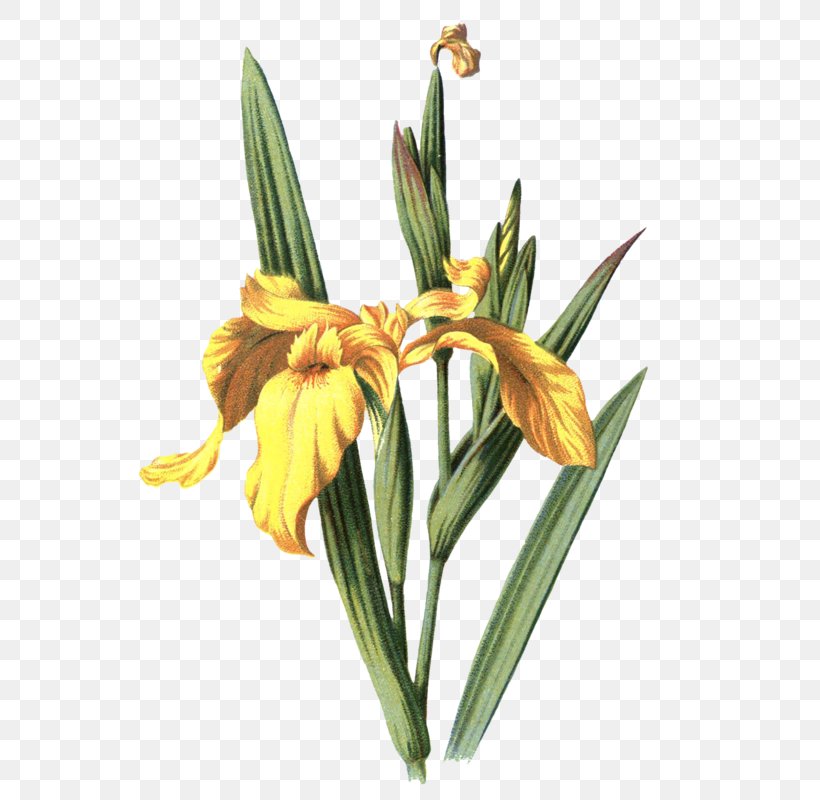 Iris Pseudacorus Drawing Iris Variegata, PNG, 550x800px, Iris Pseudacorus, Art, Drawing, Flower, Flowering Plant Download Free