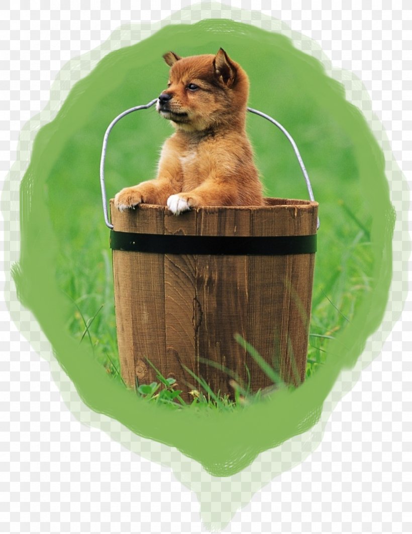 Puppy Tamaskan Dog Samoyed Dog West Highland White Terrier Desktop Wallpaper, PNG, 1046x1358px, Puppy, Carnivoran, Cat, Dog, Dog Agility Download Free