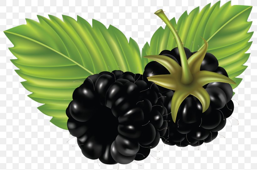 Blackberry Desktop Wallpaper Clip Art, PNG, 800x542px, Blackberry, Berry, Blackcurrant, Computer, Food Download Free