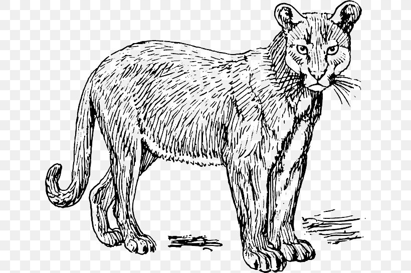 Cougar Puma Panther Clip Art, PNG, 640x545px, Cougar, Animal Figure, Art, Artwork, Big Cats Download Free