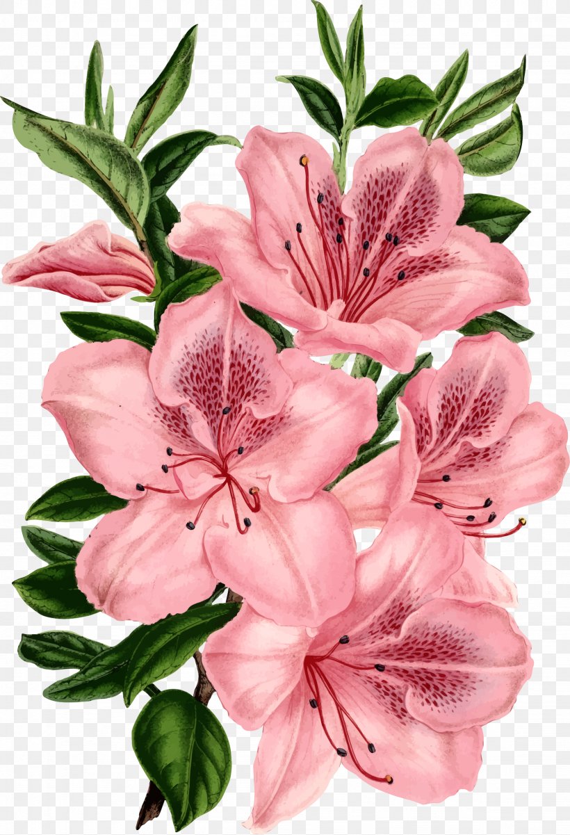 Drawing Pink Flowers Clip Art, PNG, 1638x2400px, Drawing, Alstroemeriaceae, Azalea, Color, Cut Flowers Download Free