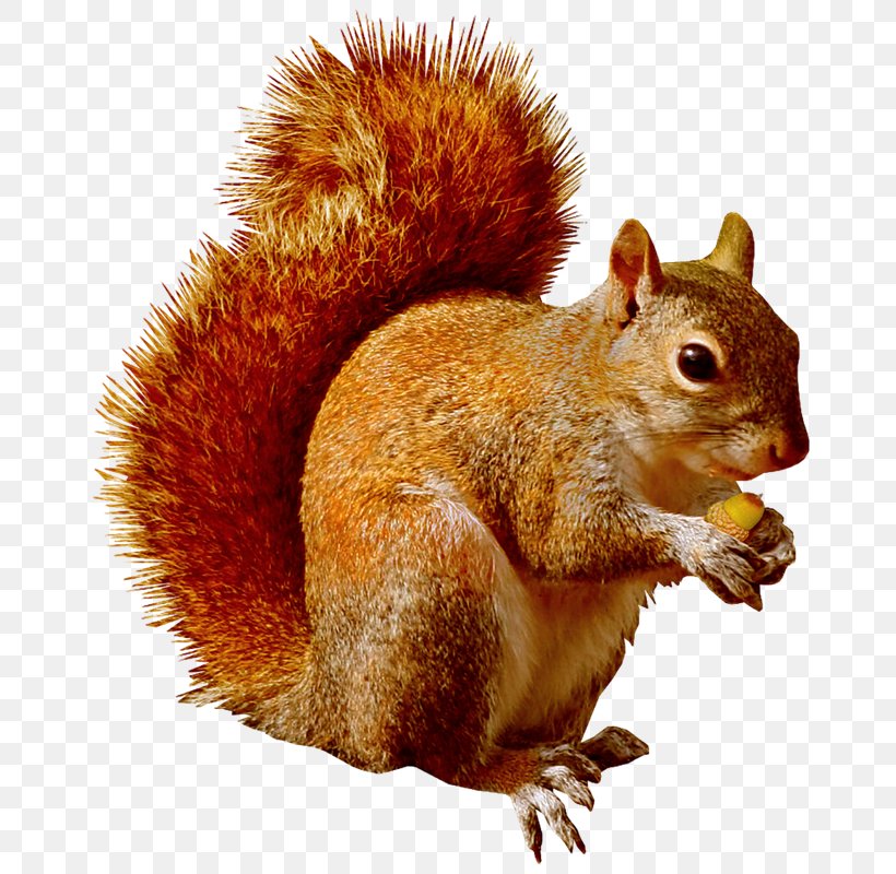 Squirrel Chipmunk Scrat Clip Art, PNG, 714x800px, Squirrel, Chipmunk, Eastern Gray Squirrel, Fauna, Fox Squirrel Download Free
