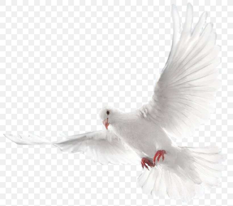 Columbidae Doves As Symbols Holy Spirit Domestic Pigeon, PNG, 800x724px, Columbidae, Beak, Bird, Christian Church, Domestic Pigeon Download Free