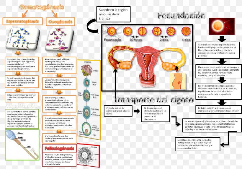 Fertilisation Implantation Midwifery Embryo Obstetrics, PNG, 1529x1068px, Watercolor, Cartoon, Flower, Frame, Heart Download Free