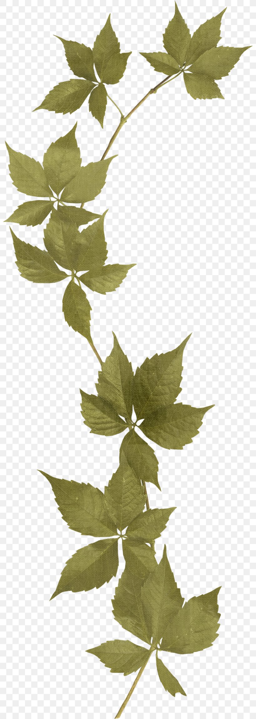 Flower Rose, PNG, 801x2300px, Flower, Animation, Branch, Ivy, Leaf Download Free