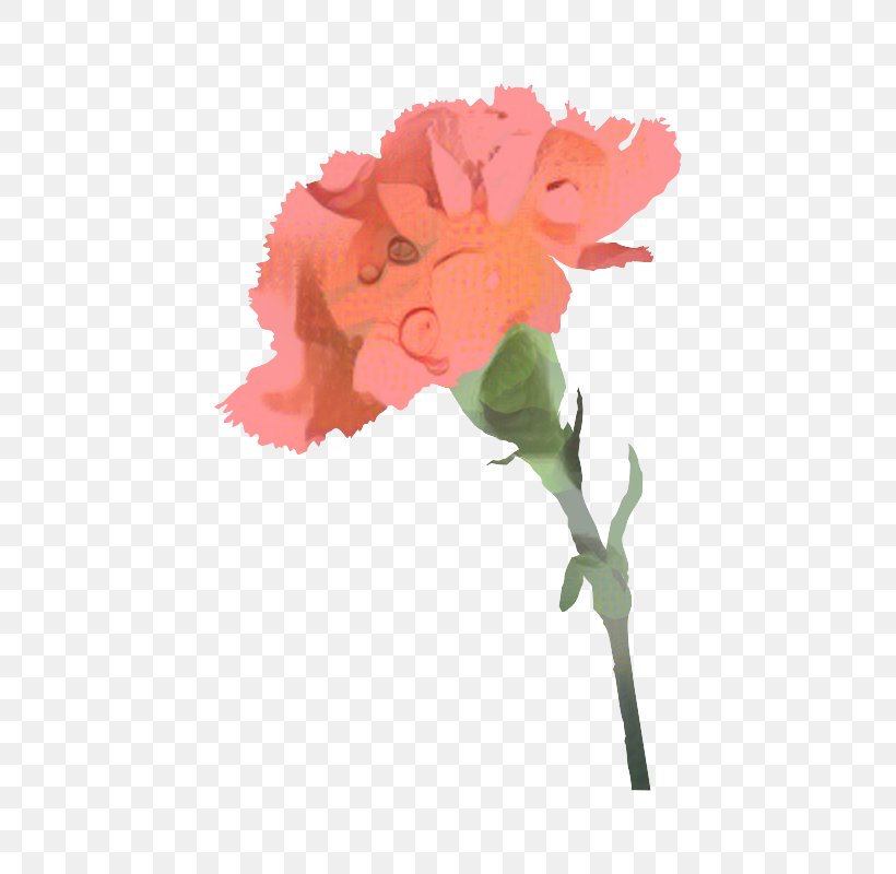 Portable Network Graphics Mother's Day Flower Image Carnation, PNG, 566x800px, Mothers Day, Botany, Carnation, Cut Flowers, Dianthus Download Free