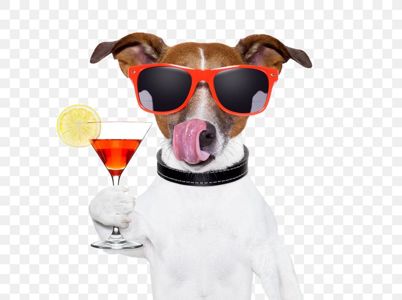 Sun Drink Red Wine Dog, PNG, 658x613px, Jack Russell Terrier, Bar, Birthday, Cocktail, Cocktail Glass Download Free
