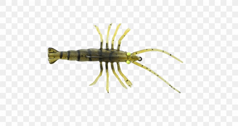 Thermoplastic Elastomer Shrimp Decapoda Elasticity Insect, PNG, 3600x1908px, 3d Scanner, Thermoplastic Elastomer, Arthropod, Decapoda, Elasticity Download Free