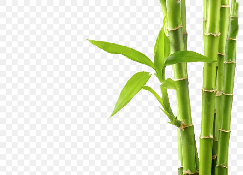 Tropical Woody Bamboos Stock Photography Royalty-free, PNG, 800x592px, Tropical Woody Bamboos, Bamboo, Depositphotos, Grass, Grass Family Download Free