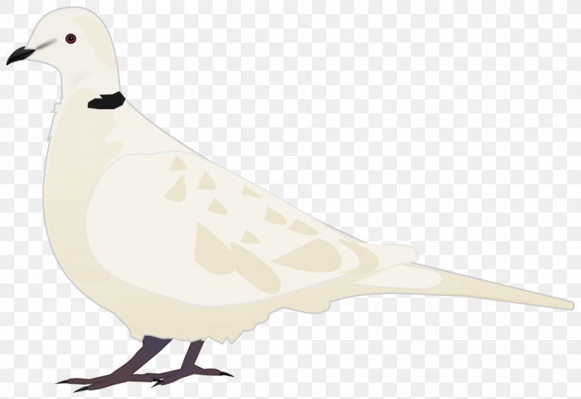 Beak Columbidae Seabird Domestic Pigeon, PNG, 1000x687px, Beak, Bird, Columbidae, Columbiformes, Domestic Pigeon Download Free