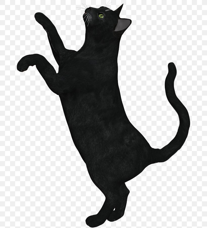Black Cat Domestic Short-haired Cat Whiskers Panther, PNG, 690x906px, Black Cat, Animal, Black, Black Panther, Carnivoran Download Free
