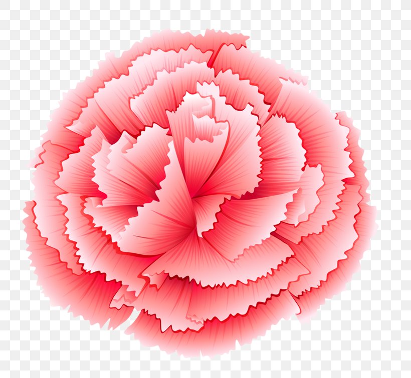 Carnation Pink Flowers Stock Photography Stock Illustration, PNG, 791x755px, Carnation, Flower, Fotosearch, Istock, Leaf Download Free