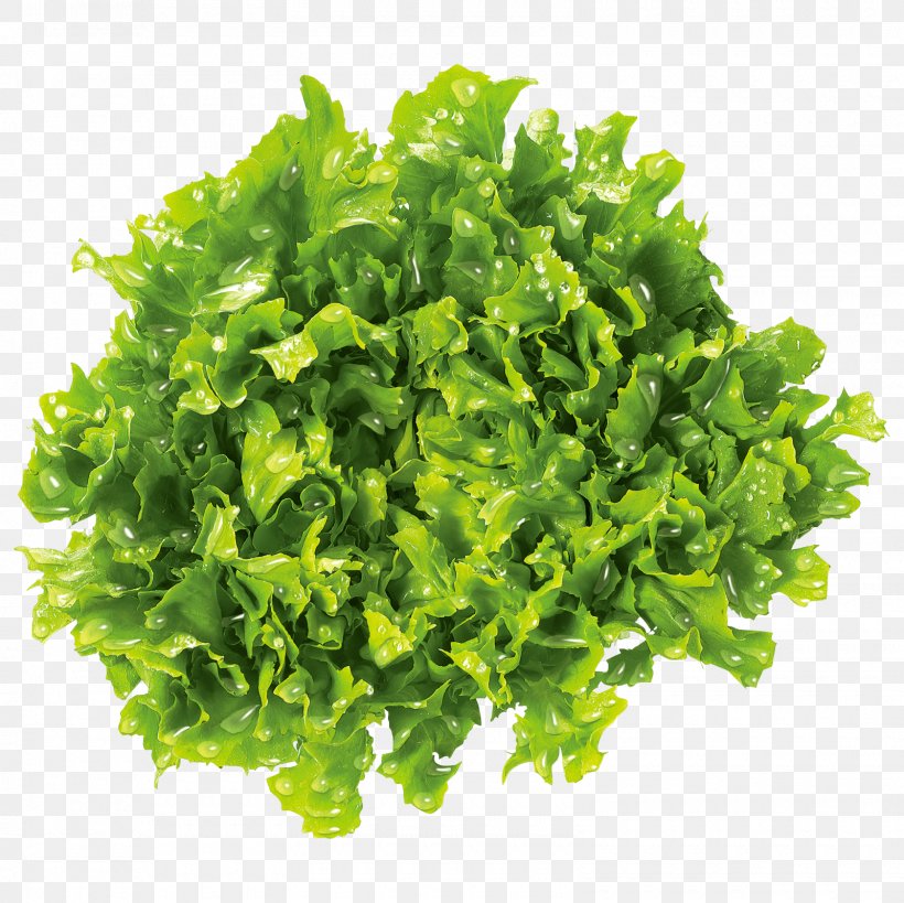 Leaf Vegetable Brassica Juncea Mustard Plant Food Parsley, PNG, 1600x1600px, Leaf Vegetable, Brassica Juncea, Cooking, Eating, Endive Download Free