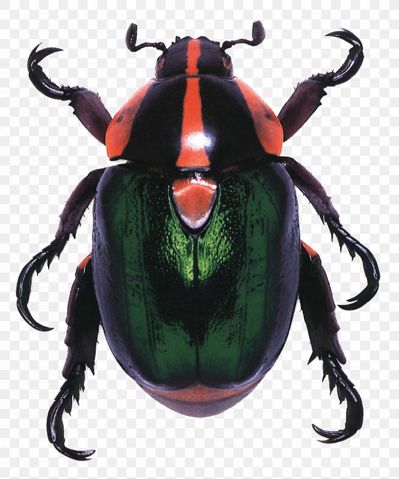 Living Jewels: The Natural Design Of Beetles Amazon.com The Blind Watchmaker Book, PNG, 853x1024px, Beetle, Amazoncom, Art, Arthropod, Bildband Download Free